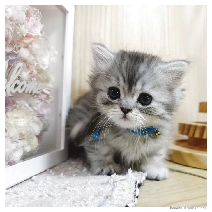 ID:2505-02332の子猫