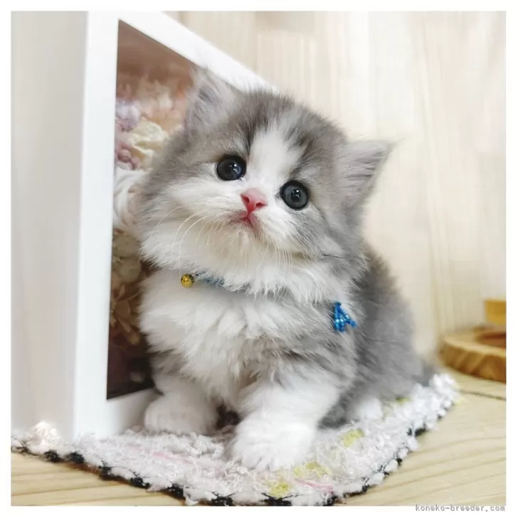 ID:2507-00755の子猫