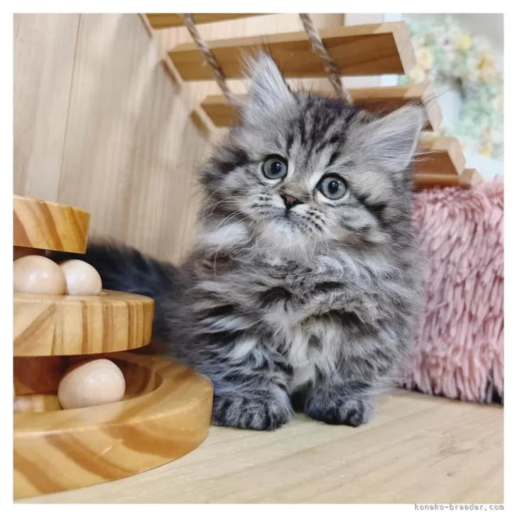 ID：2509-02849の子猫