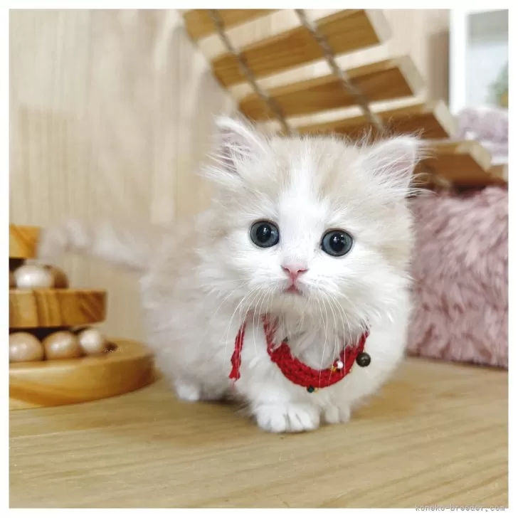 ID：2506-03336の子猫