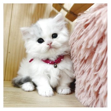 マンチカン(短足)【長野県・女の子・2025年4月3日・ダイリュートキャリコ】の写真「短いあんよ🐾の可愛い女の子❤️」