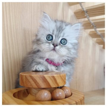 ミヌエット(短足)【長野県・女の子・2025年9月21日・シルバータビー】の写真「可愛い女の子💓💓」