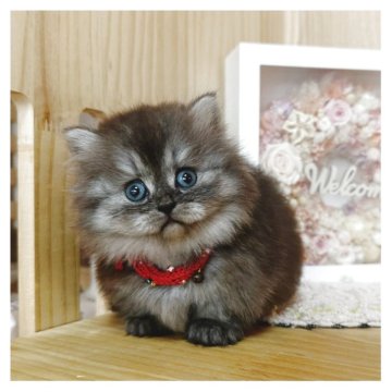 ミヌエット(短足)【長野県・女の子・2025年6月12日・ブラックシルバータビー】の写真「ぱっちりおめめの可愛い女の子🩷」