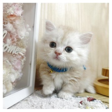 マンチカン(短足)【長野県・男の子・2025年5月30日・クリームタビー】の写真「きれいなお色の可愛い男の子🩷」