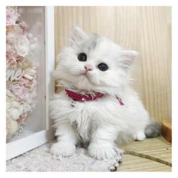 マンチカン(短足)【長野県・女の子・2025年4月3日・ダイリュートキャリコ】の写真「短いあんよ🐾の可愛い女の子❤️」