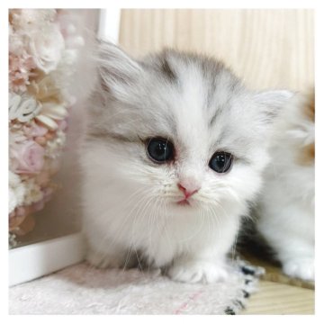 ミヌエット(短足)【長野県・男の子・2025年7月2日・シルバータビー&ホワイト】の写真「可愛いお顔の男の子❤️」