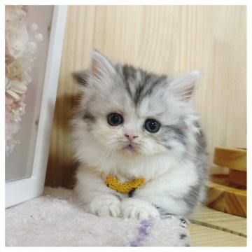 ミヌエット(短足)【長野県・女の子・2025年8月1日・キャリコ】の写真「かわいい短足ちゃん🎀」