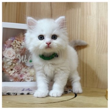 ミヌエット(長足)【長野県・男の子・2025年7月13日・クリーム&ホワイト】の写真「おめめパッチリ男の子🌟」