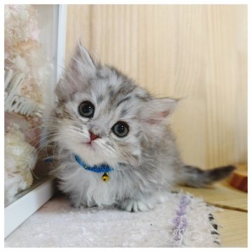 ミヌエット(短足)【長野県・男の子・2025年10月20日・シルバータビー】の写真「可愛いお顔の明るい性格男の子♡」