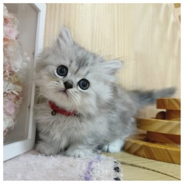 ミヌエット(短足)【長野県・女の子・2025年8月1日・シルバーパッチドタビー】の写真「可愛いお顔の女の子🎀」