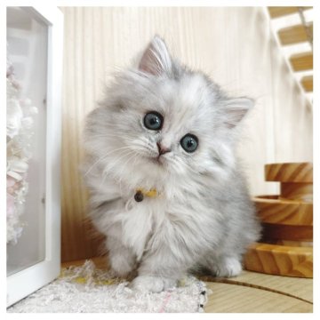 ミヌエット(短足)【長野県・女の子・2025年6月6日・シルバーパッチドタビー】の写真「可愛い女の子❤️」