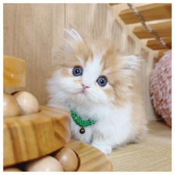 ミヌエット(短足)【長野県・男の子・2025年10月7日・レッドタビー&ホワイト】の写真「イケメン✨」