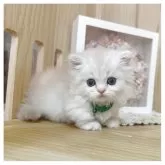 ミヌエット(短足)【長野県・男の子・2025年4月27日・カメオタビー】の写真1