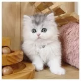 ミヌエット(長足)