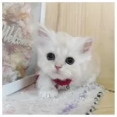 ミヌエット(短足)【長野県・女の子・2025年10月20日・クリームタビー&ホワイト】の写真1