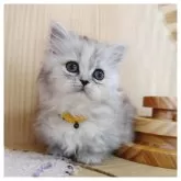 ミヌエット(短足)