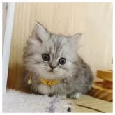 ミヌエット(短足)