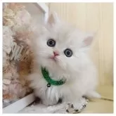 ミヌエット(短足)