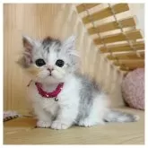 ミヌエット(短足)