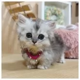 ミヌエット(短足)