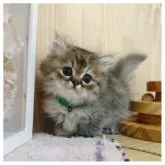 ミヌエット(短足)
