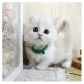 マンチカン(短足)