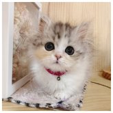 ミヌエット(短足)