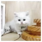 ミヌエット(短足)【長野県・男の子・2025年4月18日・クリームタビー&ホワイト】の写真2