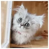 ミヌエット(短足)【長野県・女の子・2025年8月31日・ブルークリーム】の写真2