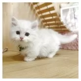 ミヌエット(短足)【長野県・男の子・2025年4月18日・クリームタビー&ホワイト】の写真3