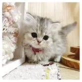 ミヌエット(短足)【長野県・女の子・2025年3月10日・シルバータビー】の写真4