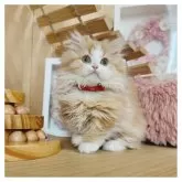 ミヌエット(短足)【長野県・女の子・2024年10月23日・レッドタビー&ホワイト】の写真4