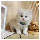 ミヌエット(長足)【長野県・男の子・2025年2月22日・クリーム&ホワイト】の写真4