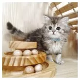 ミヌエット(長足)【長野県・男の子・2025年3月15日・ブラウンタビー】の写真4