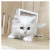 ミヌエット(短足)【長野県・男の子・2025年4月18日・クリームタビー&ホワイト】の写真4