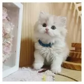 ミヌエット(長足)【長野県・男の子・2025年2月22日・クリーム&ホワイト】の写真5