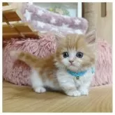 マンチカン(短足)【長野県・男の子・2025年5月2日・レッドタビー&ホワイト】の写真5