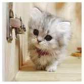 ミヌエット(短足)【長野県・女の子・2025年3月10日・シルバータビー】の写真5