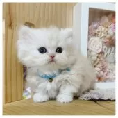 ミヌエット(短足)【長野県・男の子・2026年1月16日・カメオ&ホワイト】の写真6