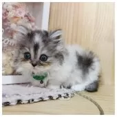 ミヌエット(短足)【長野県・男の子・2025年8月5日・ブルーシルバータビー&ホワイト】の写真6