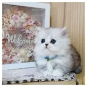 ミヌエット(短足)【長野県・男の子・2025年10月7日・シルバータビー&ホワイト】の写真6