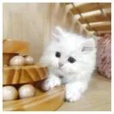 ミヌエット(短足)【長野県・男の子・2025年4月18日・クリームタビー&ホワイト】の写真7