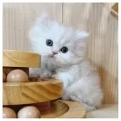 ミヌエット(短足)【長野県・男の子・2026年1月16日・カメオ&ホワイト】の写真8