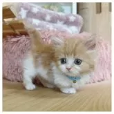 マンチカン(短足)【長野県・男の子・2025年5月2日・レッドタビー&ホワイト】の写真8