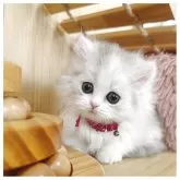 ミヌエット(短足)【長野県・女の子・2025年6月6日・シルバーパッチドタビー&ホワイト】の写真9