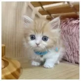 マンチカン(短足)【長野県・男の子・2025年5月2日・レッドタビー&ホワイト】の写真9