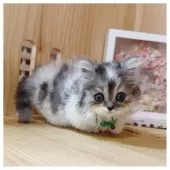 ミヌエット(短足)【長野県・男の子・2025年8月5日・ブルーシルバータビー&ホワイト】の写真9