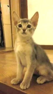 ID：1208-00105の子猫