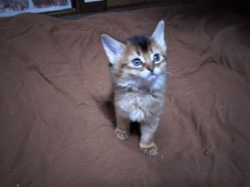 ソマリ【東京都・女の子・2021年10月19日・ルディ】の写真「美人さん^^」