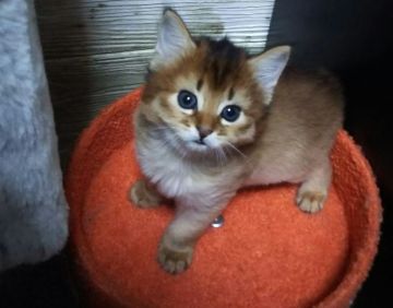 ソマリ【東京都・女の子・2021年9月11日・ルディ】の写真「もふもふちゃん」